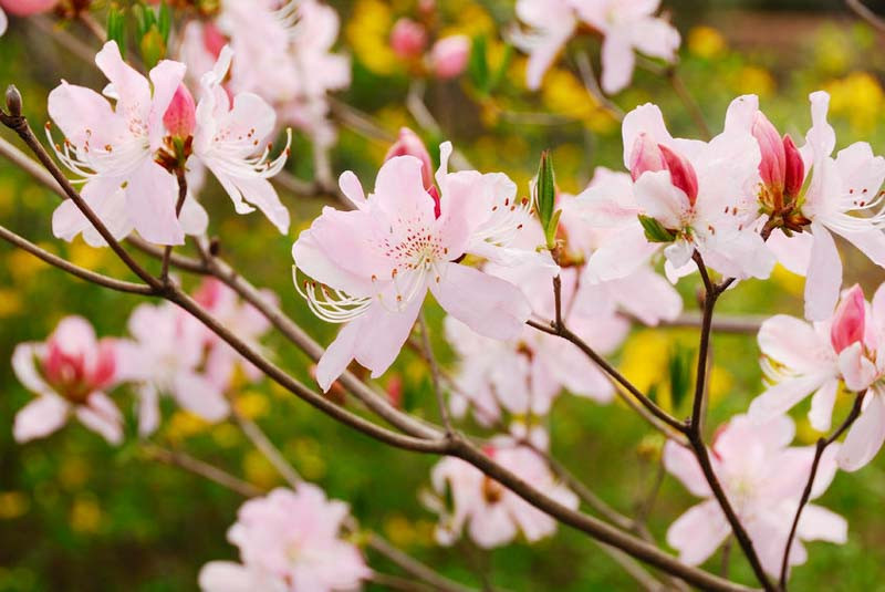 Azaleas and rhododendrons in a woodland garden