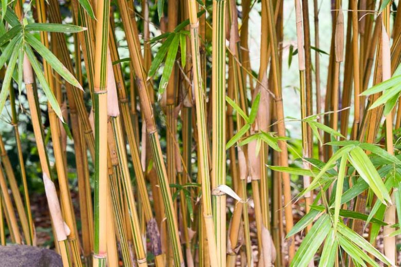 Bambusa multiplex 'Alphonse Karr', Bambusa glaucescens, Clump-Forming Bamboo, Evergreen Bamboo, Shade plants, shade perennial, plants for shade, plants for wet soil