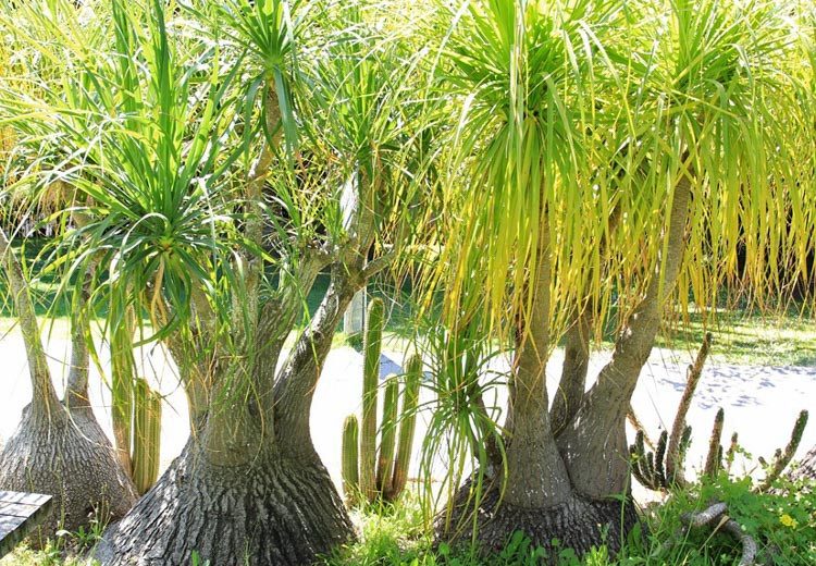Beaucarnea recurvata, Pony Tail Palm, Ponytail Palm, Pony Tail, Elephant's Foot, Bottle Palm, Nolina recurvata, Drought tolerant shrub, drought tolerant tree