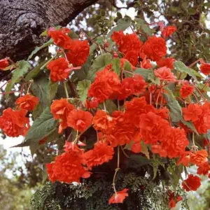 Begonia 'Hanging Basket Scarlet',Begonia Sun Dancer Scarlet, Tuberous Begonia, Tuberhybrida Begonia, Sun Dancer Series, shade loving plants, summer flower bulbs, Red Begonia, Red Flowers