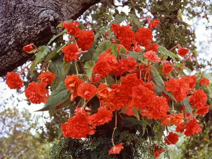 Begonia 'Hanging Basket Scarlet',Begonia Sun Dancer Scarlet, Tuberous Begonia, Tuberhybrida Begonia, Sun Dancer Series, shade loving plants, summer flower bulbs, Red Begonia, Red Flowers