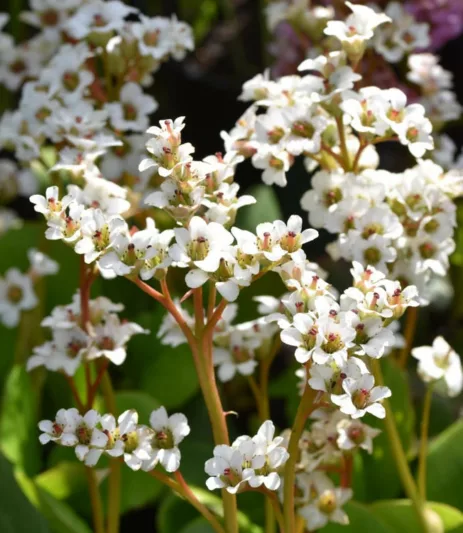 Bergenia 'Bressingham White',Heartleaf Bergenia 'Bressingham White', Elephant's Ears 'Bressingham White', Winter Bergonia 'Bressingham White', Pigsqueak 'Bressingham White', White Bergenia, Evergreen Perennial