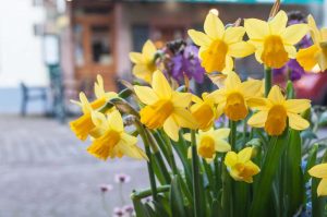 Most Fragrant Daffodils, Fragrant Daffodils, Fragrant Narcissus, Fragrant Bulbs, Fragrant Spring Bulbs., Best Daffodils, Best Narcissus, Naturalizing Bulbs, perennial Bulbs