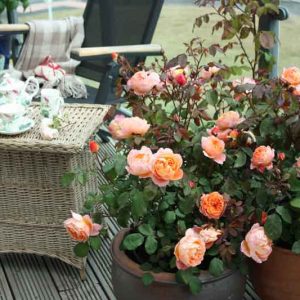 Best David Austin Roses, David Austin Fragrant Roses, Top Roses for containers, Best Fragrant Roses for containers, Fragrant Roses for containers, container Gardening