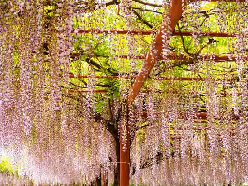 Best Wisteria for Pergolas