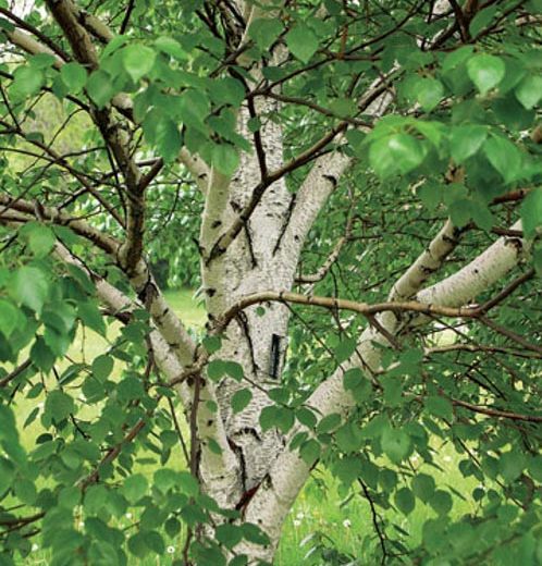 Betula 'White Satin', Birch 'White Satin', Birch 'Madison', Betula 'Madison', Betula utilis 'White Satin', Betula utilis 'Madison', Tree with fall color, Fall color, Attractive bark Tree