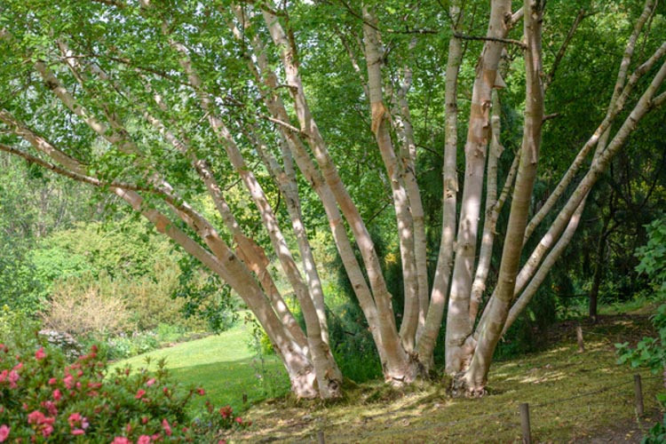 Betula ermanii 'Grayswood Hill', Birch 'Grayswood Hill', Erman's birch 'Grayswood Hill',