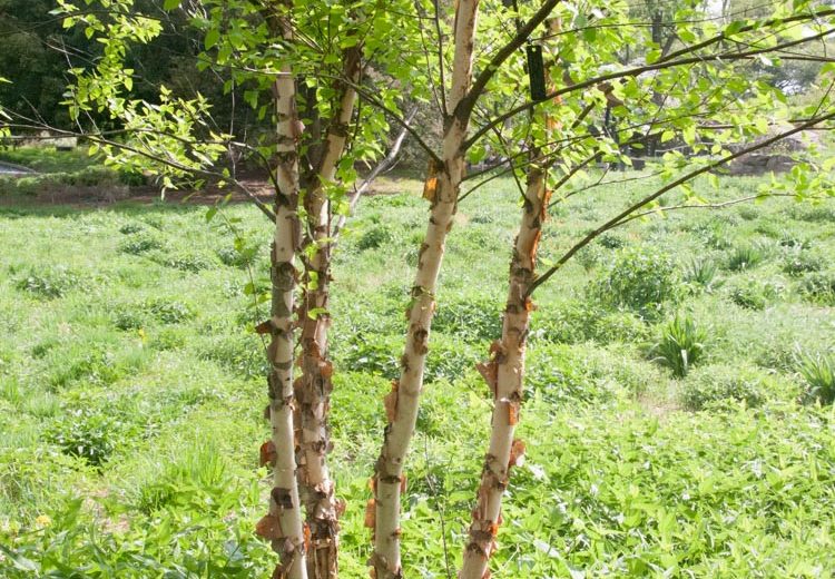 Betula nigra 'Heritage', River Birch 'Heritage', Black Birch 'Heritage', Betula nigra 'Cully', River Birch 'Cully', Tree with fall color, Fall color, Attractive bark Tree