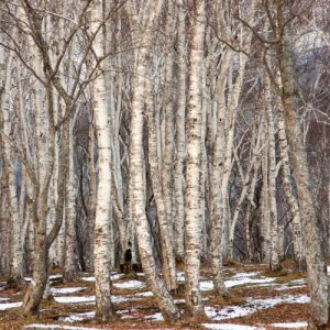 Betula platyphylla, Japanese White Birch, Tree with fall color, Fall color, Attractive bark Tree, white Birch,