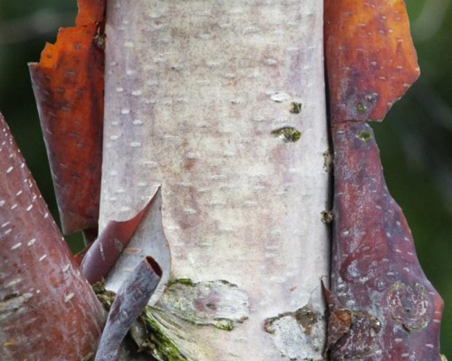 Betula utilis, Himalayan Birch, Betula albosinensis, Betula bhojpattra,Betula albo-sinensis, Tree with fall color, Fall color, Attractive bark Tree, Chinese Red Birch, Red Bark