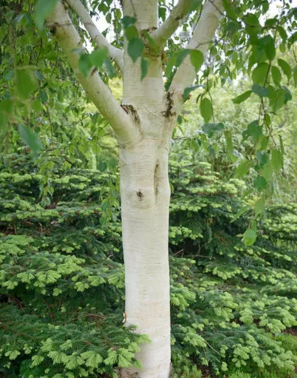 Betula utilis var. jacquemontii 'Grayswood Ghost', Himalayan Birch 'Grayswood Ghost', Betula utilis var. jacquemontii 'Grayswood', Tree with fall color, Fall color, Attractive bark Tree, Chinese white Birch,