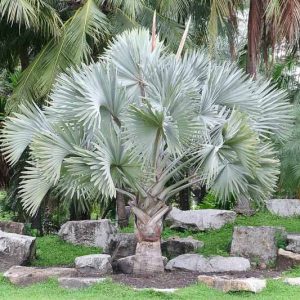 Bismarckia nobilis, Bismarck Palm, Drought tolerant tree, Tropical Plant, Palm Tree, Blue Palm Tree, Blue Palms