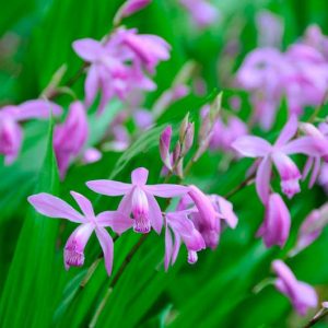 Bletilla striata,Hardy Orchid, Chinese Ground Orchid, Hyacinth Orchid , Lavender flowers, Purple flowers, perennials for shade, Bletilla hyacinthina