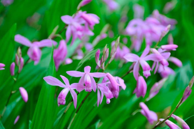 Bletilla striata,Hardy Orchid, Chinese Ground Orchid, Hyacinth Orchid , Lavender flowers, Purple flowers, perennials for shade, Bletilla hyacinthina