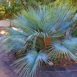 Brahea armata, Mexican Blue Palm, Big Blue Hesper Palm, Blue Fan Palm, Blue Hesper Palm, Drought tolerant tree, Tropical Plant, Palm Tree, Blue Palm Tree, Blue Palms
