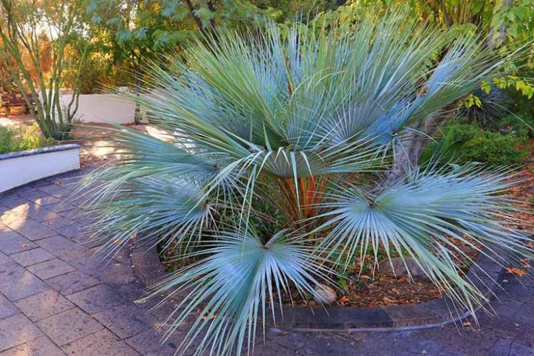 Brahea armata, Mexican Blue Palm, Big Blue Hesper Palm, Blue Fan Palm, Blue Hesper Palm, Drought tolerant tree, Tropical Plant, Palm Tree, Blue Palm Tree, Blue Palms
