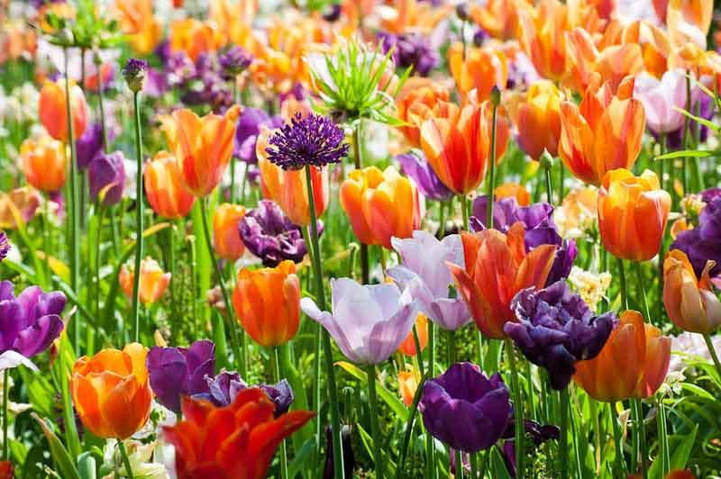 Brighten Up Your Garden for Months with Colorful Flower Bulbs