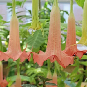 Brugmansia 'Cherub', Angel's Trumpet 'Cherub', Flowering Shrub, Pink Flowers, Evergreen Shrub