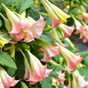 Brugmansia 'Frosty Pink', Angel's Trumpet 'Frosty Pink', Flowering Shrub, Pink Flowers, Evergreen Shrub