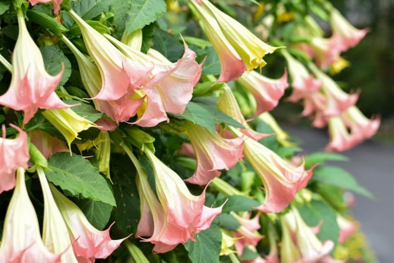 Brugmansia 'Frosty Pink', Angel's Trumpet 'Frosty Pink', Flowering Shrub, Pink Flowers, Evergreen Shrub