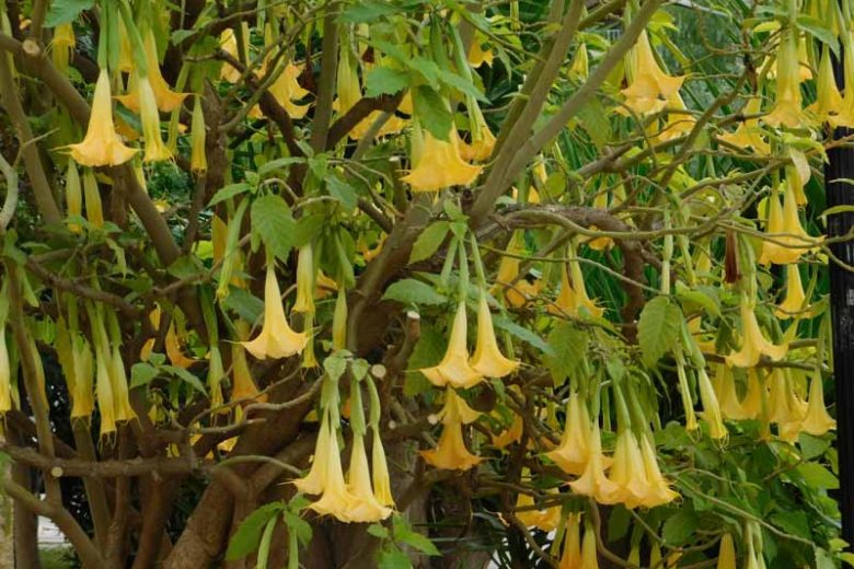 Brugmansia suaveolens, Angel's Trumpet 'Charles Grimaldi', Flowering Shrub, Yellow Flowers, Orange Flowers