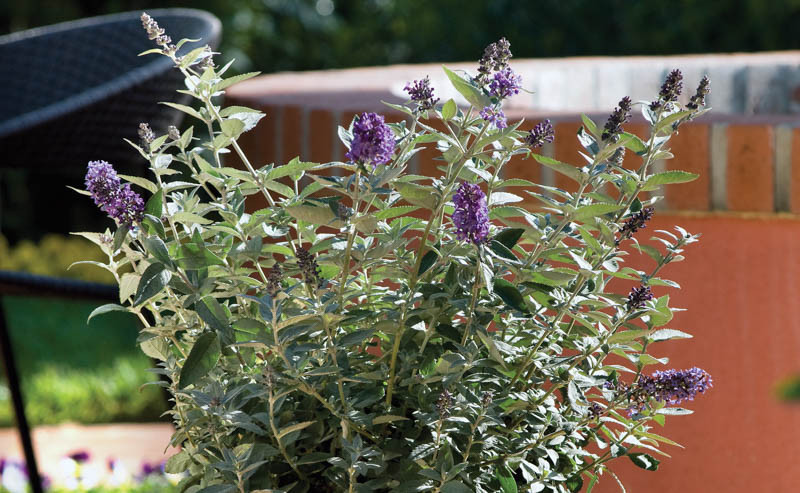 Buddleja Flutterby Petite® Blue Heaven (Butterfly Bush)