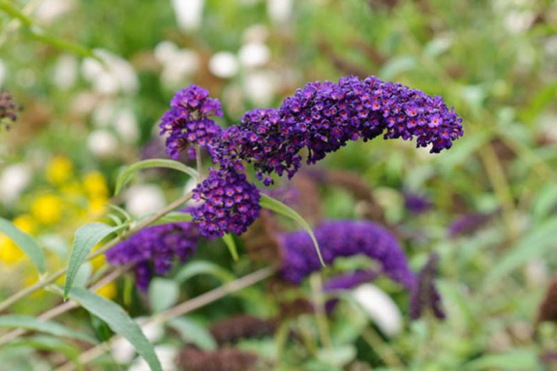 Buddleja davidii 'Black Knight', Butterfly Bush 'Black Knight', Summer Lilac 'Black Knight', deciduous shrub, purple flowers, fragrant shrub