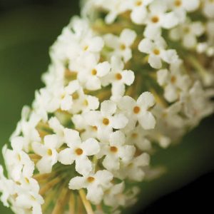 Buddleja davidii 'Buzz Ivory', Butterfly Bush 'Buzz Ivory', Summer Lilac 'Buzz Ivory', deciduous shrub, White flowers, fragrant shrub, White Butterfly Bush