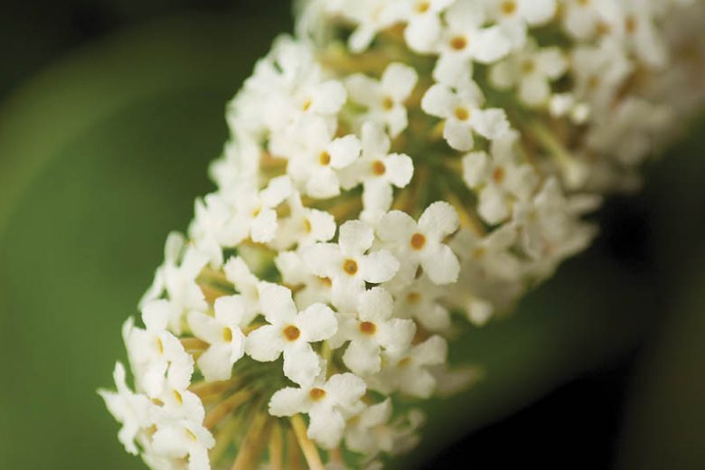 Buddleja davidii 'Buzz Ivory', Butterfly Bush 'Buzz Ivory', Summer Lilac 'Buzz Ivory', deciduous shrub, White flowers, fragrant shrub, White Butterfly Bush