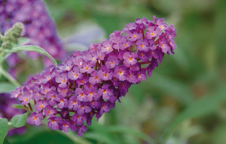 Buddleja davidii 'Buzz Magenta', Butterfly Bush 'Buzz Magenta', Summer Lilac 'Buzz Magenta', deciduous shrub, Magenta flowers, fragrant shrub