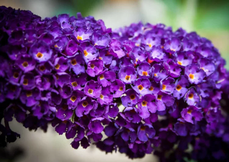 Buddleja davidii 'Buzz Midnight', Butterfly Bush 'Buzz Midnight', Summer Lilac 'Buzz Midnight', deciduous shrub, Purple flowers, fragrant shrub, Purple Butterfly Bush