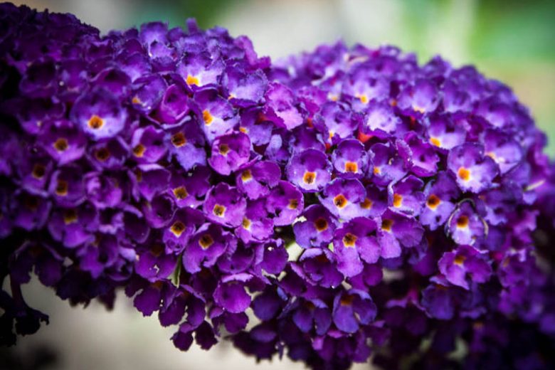 Buddleja davidii 'Buzz Midnight', Butterfly Bush 'Buzz Midnight', Summer Lilac 'Buzz Midnight', deciduous shrub, Purple flowers, fragrant shrub, Purple Butterfly Bush