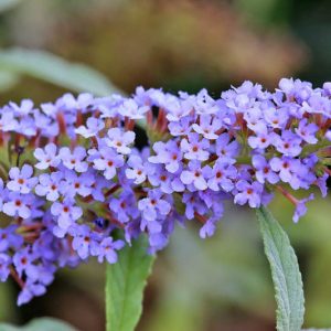 Buddleja davidii 'Buzz Sky Blue', Butterfly Bush 'Buzz Sky Blue', Summer Lilac 'Buzz Sky Blue', deciduous shrub, Blue flowers, fragrant shrub, Blue Butterfly Bush