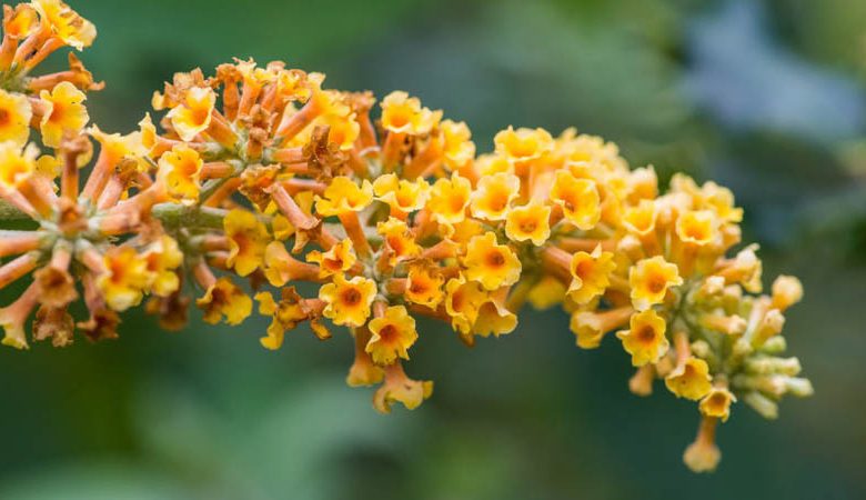 Buddleja 'Honeycomb', Butterfly Bush 'v', Summer Lilac 'Honeycomb', deciduous shrub, Yellow flowers, fragrant shrub, Yellow Buddleja, Yellow Buddleia