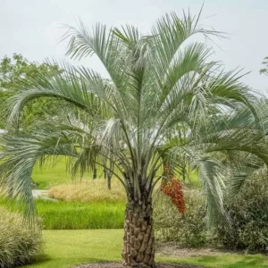 Butia capitata, Pindo Palm, Jelly Palm, South American Jelly Palm, Wine Palm, Drought tolerant tree, Palm Tree