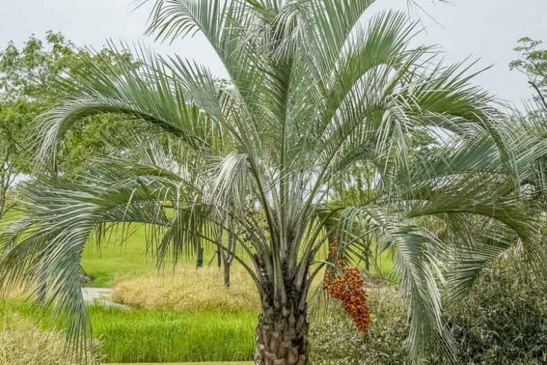 Butia capitata, Pindo Palm, Jelly Palm, South American Jelly Palm, Wine Palm, Drought tolerant tree, Palm Tree