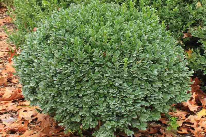 Buxus sinica var. insularis 'Nana', Korean Boxwood Nana, English Boxwood, American Boxwood, Evergreen Shrub, Small Shrub