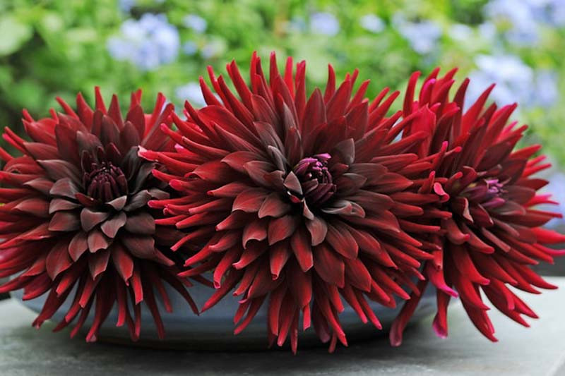 Cactus and Semi Cactus Dahlias