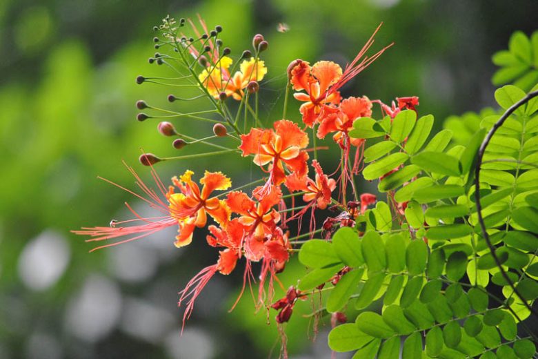 Caesalpinia pulcherrima, Red Bird of Paradise, Barbados Pride, Barbados Flower Fence, Dwarf Poinciana, Flamboyant Tree, Paradise Flower, Peacock Flower, Spanish Carnation