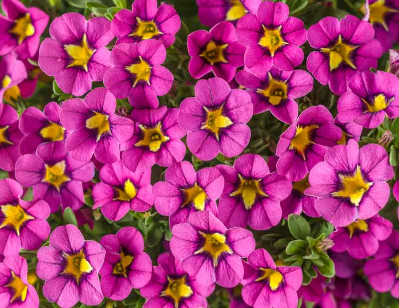 Calibrachoa 'Superbells Hollywood Star'