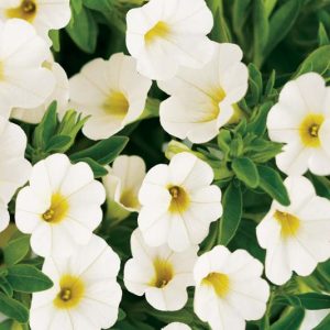 Calibrachoa 'White', Superbells White Calibrachoa, Mounding Calibrachoa, Trailing Calibrachoa, White Calibrachoa, White Flowers