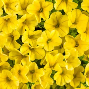 Calibrachoa 'Superbells Yellow', Superbells Yellow Calibrachoa, Mounding Calibrachoa, Trailing Calibrachoa, Yellow Calibrachoa, Yellow Flowers