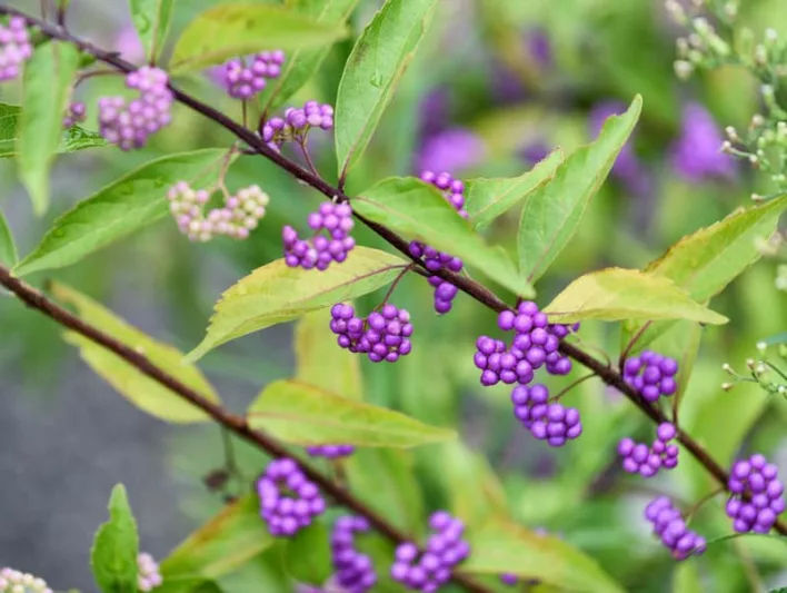 Callicarpa Dichotoma 'Early Amethyst', Purple Beautyberry 'Early Amethyst', Shrub, Purple Berries, Purple Fruits, Flowering Shrubs
