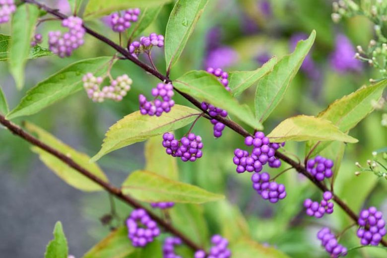 Callicarpa Dichotoma 'Early Amethyst', Purple Beautyberry 'Early Amethyst', Shrub, Purple Berries, Purple Fruits, Flowering Shrubs