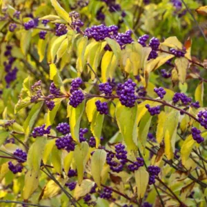 Callicarpa Dichotoma, Purple Beautyberry, Shrub, Purple Berries, Mid-Atlantic Shrub