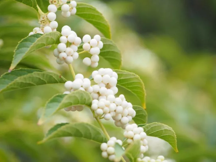 Callicarpa Dichotoma f. albifructa, White Beautyberry, Beautyberry f. albifructa, Shrub, White Berries, White Fruits, Flowering Shrubs