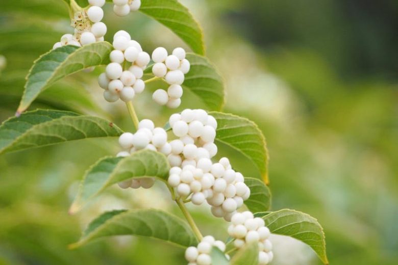 Callicarpa Dichotoma f. albifructa, White Beautyberry, Beautyberry f. albifructa, Shrub, White Berries, White Fruits, Flowering Shrubs