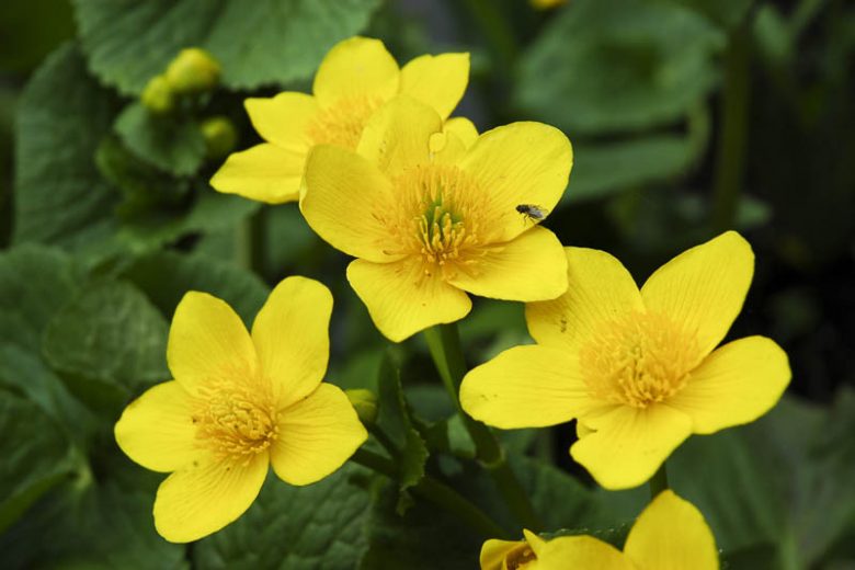 Caltha palustris, Marsh Marigold, Kingcup, Boots,Meadow-Bright, Meadow Buttercup, Meadow Cowslip, Soldier's Buttons, Water Boots,Water Buttercup, Water Cowslip, Water Dragon, Yellow Flowers