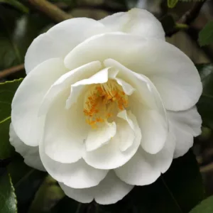 Camellia x Williamsii 'China Clay', Camellia 'China Clay', 'China Clay' Camellia, Fall Blooming Camellias, Winter Blooming Camellias, Spring Blooming Camellias, Mid to Late Season Camellias, White flowers, White Camellias