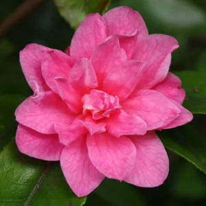 Camellia 'Fragrant Pink', 'Fragrant Pink' Camellia, Winter Blooming Camellias, Spring Blooming Camellias, Fragrant Camellias, Early to Mid Season Camellias, Pink flowers, Pink Camellias